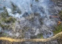 Tito Larang Kepala Daerah Buka Lahan dengan Cara Dibakar
