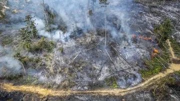 Tito Larang Kepala Daerah Buka Lahan dengan Cara Dibakar