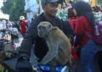 Meski Dilarang, Pertunjukan Topeng Monyet Masih Ada di Banyuwangi
