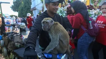 Meski Dilarang, Pertunjukan Topeng Monyet Masih Ada di Banyuwangi