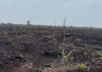 BMKG: Hujan Sedang hingga Lebat Jadi Solusi Efektif Atasi Karhutla