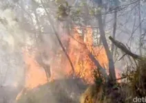 Kebakaran Cagar Alam Merapi Ungup-ungup, Wisata Kawah Ijen Ditutup
