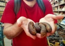 Menelusuri Pasar Gelap Teripang Jutaan Dolar di Samudra Hindia